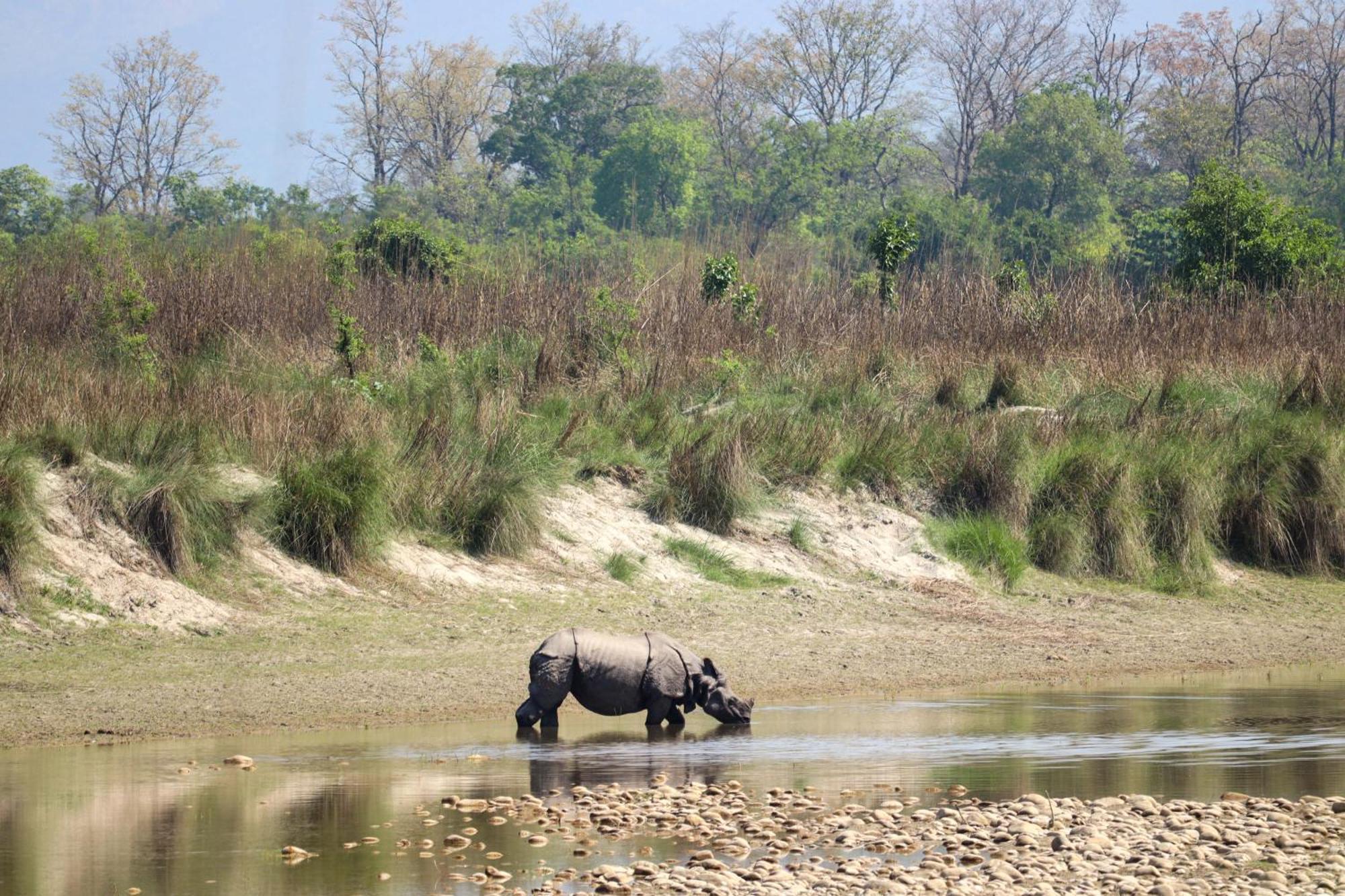 Forest Hideaway Resort Pvt Ltd Bardiya Exterior foto